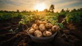 Harvesting Fresh Potatoes With Hands From Soil