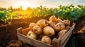 Harvesting Fresh Potatoes With Hands From Soil