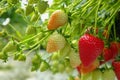 Harvesting of fresh ripe big red strawberry fruit in Dutch green Royalty Free Stock Photo