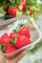 Harvesting of fresh ripe big red strawberry fruit in Dutch green Royalty Free Stock Photo