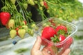 Harvesting of fresh ripe big red strawberry fruit in Dutch green Royalty Free Stock Photo