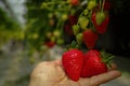 Harvesting of fresh ripe big red strawberry fruit in Dutch green Royalty Free Stock Photo