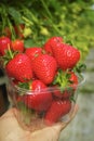 Harvesting of fresh ripe big red strawberry fruit in Dutch green Royalty Free Stock Photo