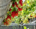 Harvesting of fresh ripe big red strawberry fruit in Dutch green Royalty Free Stock Photo