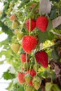 Harvesting of fresh ripe big red strawberry fruit in Dutch greenhouse Royalty Free Stock Photo