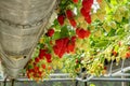 Harvesting of fresh ripe big red strawberry fruit in Dutch greenhouse Royalty Free Stock Photo