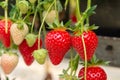Harvesting of fresh ripe big red strawberry fruit in Dutch greenhouse Royalty Free Stock Photo
