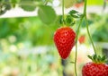 Harvesting of fresh ripe big red strawberry fruit in Dutch greenhouse Royalty Free Stock Photo