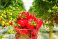 Harvesting of fresh ripe big red strawberry fruit in Dutch greenhouse Royalty Free Stock Photo