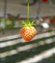 Harvesting of fresh ripe big red strawberry fruit in Dutch greenhouse Royalty Free Stock Photo