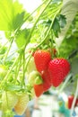 Harvesting of fresh ripe big red strawberry fruit in Dutch greenhouse Royalty Free Stock Photo