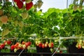 Harvesting of fresh ripe big red strawberry fruit in Dutch greenhouse Royalty Free Stock Photo