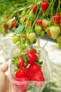 Harvesting of fresh ripe big red strawberry fruit in Dutch greenhouse Royalty Free Stock Photo