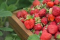 Harvesting fresh strawberries. Strawberry farm wooden box with berry Royalty Free Stock Photo