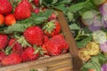 Harvesting fresh strawberries. Strawberry farm wooden box with berry Royalty Free Stock Photo