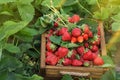 Harvesting fresh strawberries. Strawberry farm wooden box with berry Royalty Free Stock Photo