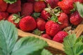 Crate full of strawberries in the field Royalty Free Stock Photo