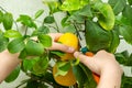 Harvesting fresh tasty lemons from potted citrus plant. Close-up of the females hands who harvest the indoor growing lemons with Royalty Free Stock Photo
