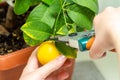 Harvesting fresh tasty lemons from potted citrus plant. Close-up of the females hands who harvest the indoor growing lemons with Royalty Free Stock Photo