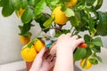 Harvesting fresh tasty lemons from potted citrus plant. Close-up of the females hands who harvest the indoor growing lemons with Royalty Free Stock Photo