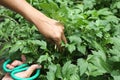 Harvesting fresh vegetables in organic garden. Fresh vegetables from organic garden in farmers hand. Hands are harvesting Vegetabl