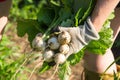 Harvesting fresh japanese turnip vegetable