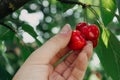 Harvesting from fruit trees. A woman`s hand plucks a bunch of ripe red cherries from a tree in summer close-up Royalty Free Stock Photo