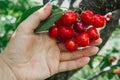 Harvesting from fruit trees. A woman`s hand plucks a bunch of ripe red cherries from a tree in summer close-up Royalty Free Stock Photo
