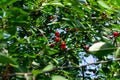 Harvesting in the garden. Ripe cherries on a cherry tree Royalty Free Stock Photo