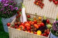 Harvesting in garden. Various freshly harvested ripe vegetables tomatoes, cherry tomatoes, peppers, zucchini, eggplant in wicker Royalty Free Stock Photo