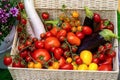 Harvesting in garden. Various freshly harvested ripe vegetables tomatoes, cherry tomatoes, peppers, zucchini, eggplant in wicker Royalty Free Stock Photo