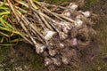 Harvesting garlic in the garden. Bunch of freshly harvested vegetables, organic farming concept. Royalty Free Stock Photo