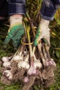 Harvesting garlic in the garden. Farmer with bunch of freshly harvested vegetables, organic farming Royalty Free Stock Photo