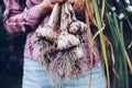 Harvesting garlic in the garden. Farmer with freshly harvested vegetables Royalty Free Stock Photo