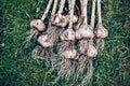 Harvesting garlic in the garden. Freshly harvested vegetables Royalty Free Stock Photo