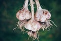 Harvesting garlic in the garden. Freshly harvested vegetables Royalty Free Stock Photo