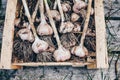 Harvesting garlic in the garden. Freshly harvested vegetables in wooden box Royalty Free Stock Photo