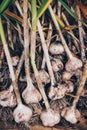 Harvesting garlic in the garden. Freshly harvested vegetables in wooden box Royalty Free Stock Photo