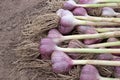 Harvesting garlic in the garden. Purple heads of garlic with roots lie in a bunch on the ground.