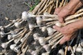 Harvesting garlic plantation Royalty Free Stock Photo