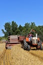 Harvesting grain with an 80 International International combine