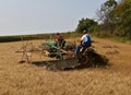 Harvesting grain with an old binder