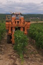 Harvesting grapes