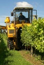 Harvesting Grapes Royalty Free Stock Photo