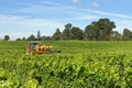 Harvesting Grapes Royalty Free Stock Photo