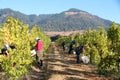 Harvesting Grapes