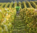 Harvesting the Grapes Royalty Free Stock Photo