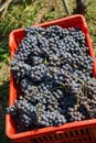 Harvesting of grapes in the Cannubi area in Barolo, Piedmont - Italy Royalty Free Stock Photo