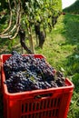 Harvesting of grapes in the Cannubi area in Barolo, Piedmont - Italy Royalty Free Stock Photo