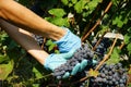 Harvesting of grapes in the Cannubi area in Barolo, Piedmont - Italy Royalty Free Stock Photo